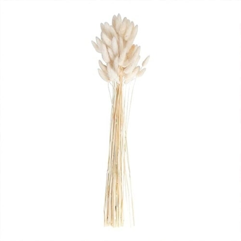 White Bunny Tail Grass - Pack of 20