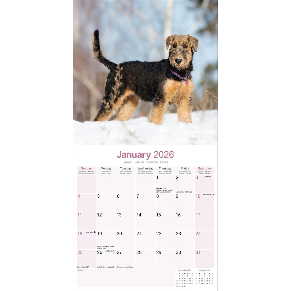 image 1 of Airedale 2026 Calendar | Square Wall Calendar | Dog Breed Gift | Plastic Free Packaging | by Avonside Publishing