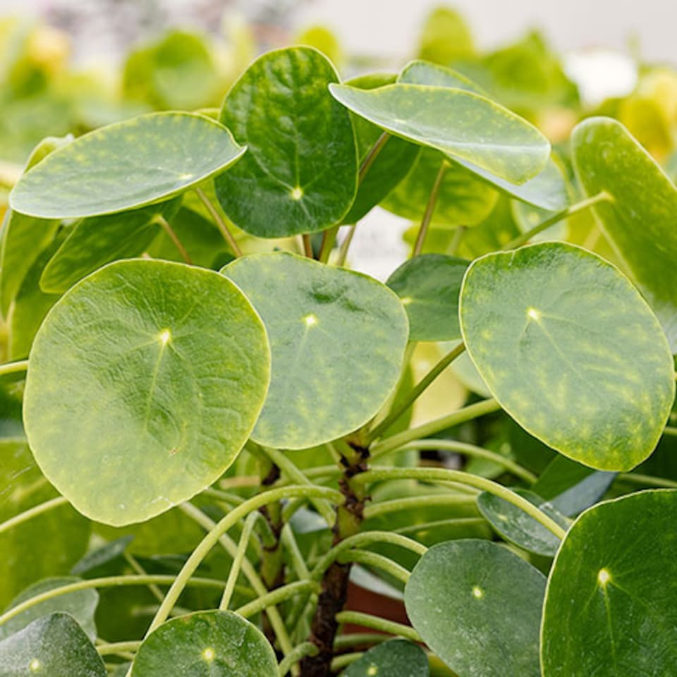 image 1 of YouGarden Chinese Money Plant, Pilea peperomioides Houseplant, Rounded Leaves, Indoor Plant in 6cm Pot, For Home, Office or Living
