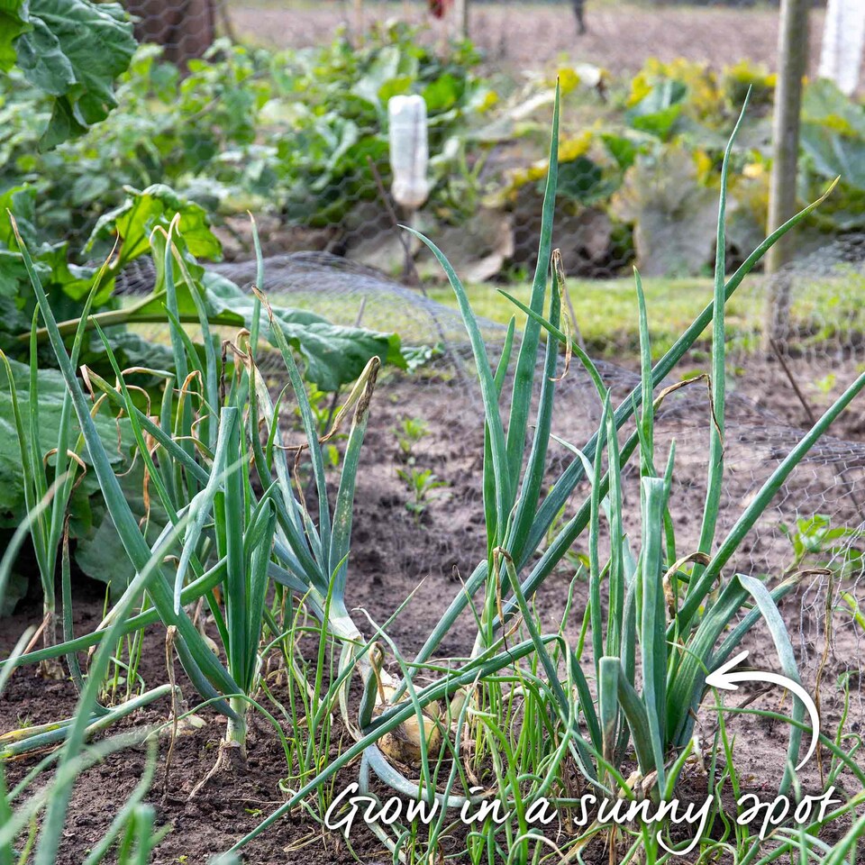 image 1 of Autumn planting onion sets - Red and White mix (approx. 65–75 sets)