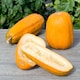 image 2 of Squash Long Pie Sweet Large Orange Fruits 2.5-4kg Ideal for Baking & Pies by Thompson and Morgan