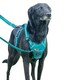 image 2 of Halti Anatomy Dog Harness - Teal - S