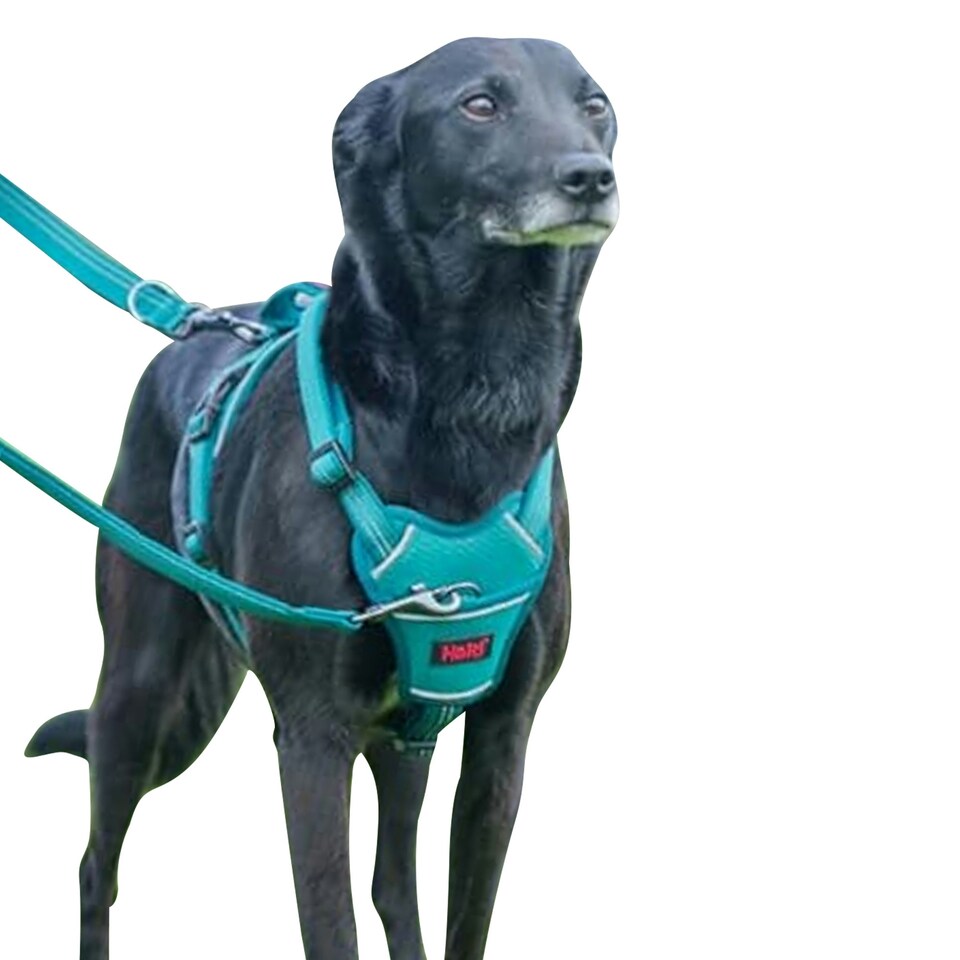 image 1 of Halti Anatomy Dog Harness - Teal - S