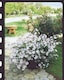 image 4 of Petunia Tidal Wave Silver Vigorous Bloom Bedding Plant for Gardens & Baskets. 1x Seed Packet.