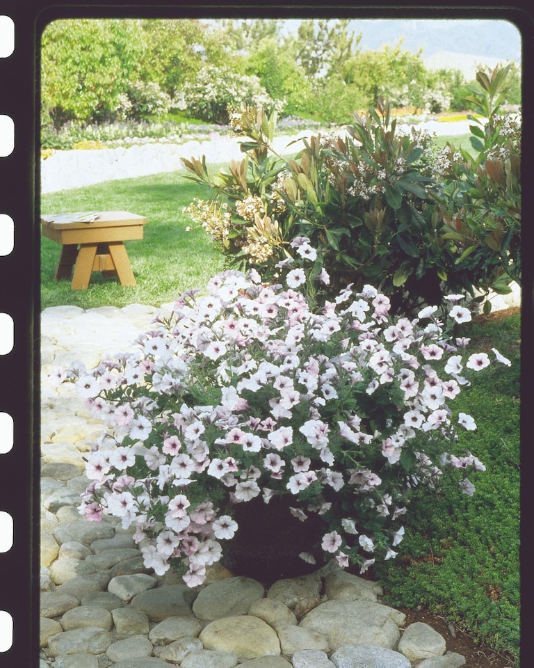 image 1 of Petunia Tidal Wave Silver Vigorous Bloom Bedding Plant for Gardens & Baskets. 1x Seed Packet.