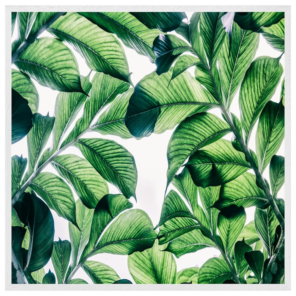 image 1 of Tropical palm (Picutre Frame) White | L