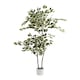 image 1 of 145Cm Variegated Ficus In White Plastic Pot Green | One Size