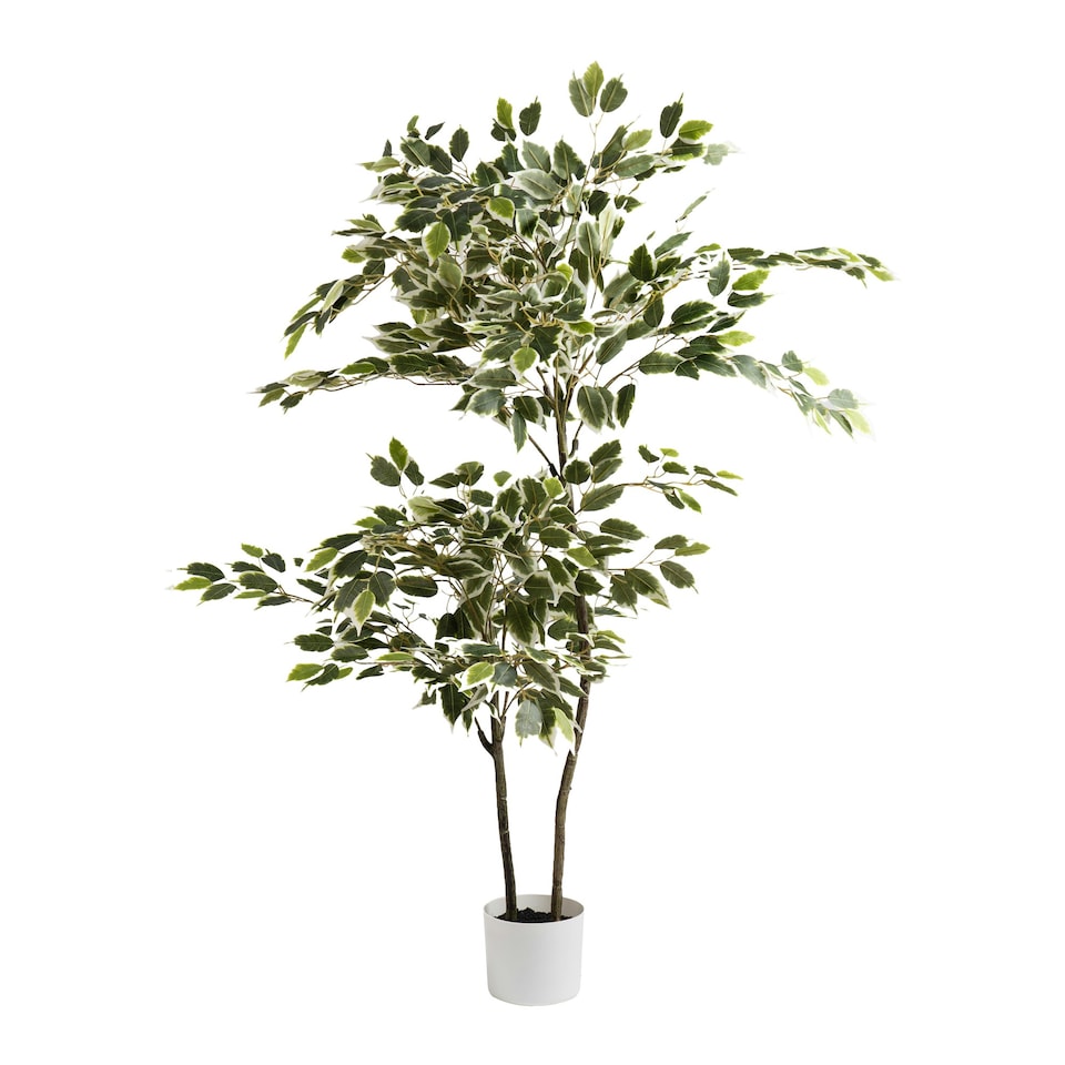 image 1 of 145Cm Variegated Ficus In White Plastic Pot Green | One Size