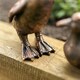 image 5 of Marco Paul Set of 4 Resin Duck Family Ornaments