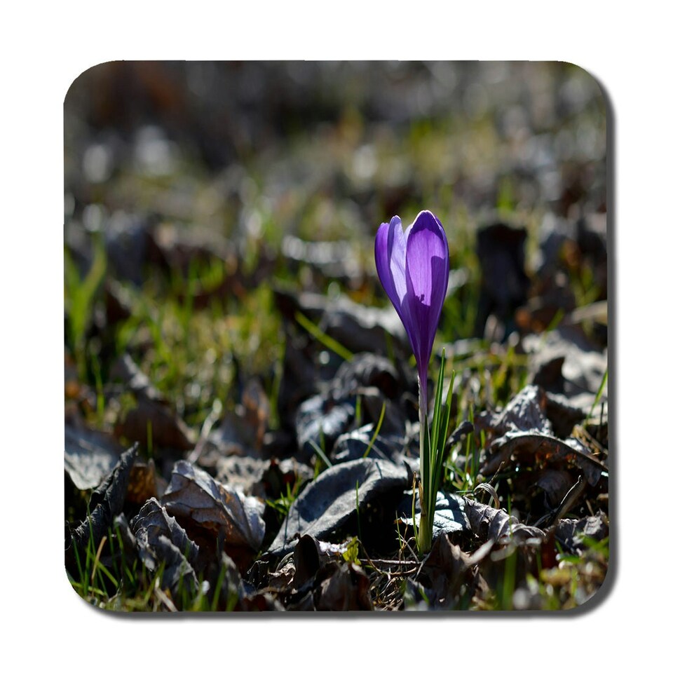 image 1 of Purple crocus flowers, Colchicum, in a green grass meadow. Close up spring or autumn flower bloom in nature (Coaster)