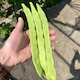 image 2 of Climbing Bean Hacienda Seeds Phaseolus vulgaris French Bean 1 Packet x 40 Seeds by Thompson & Morgan