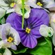 image 3 of Primrose Artificial Pansy Flowers Rattan Hanging Basket Yellow Purple White 25cm