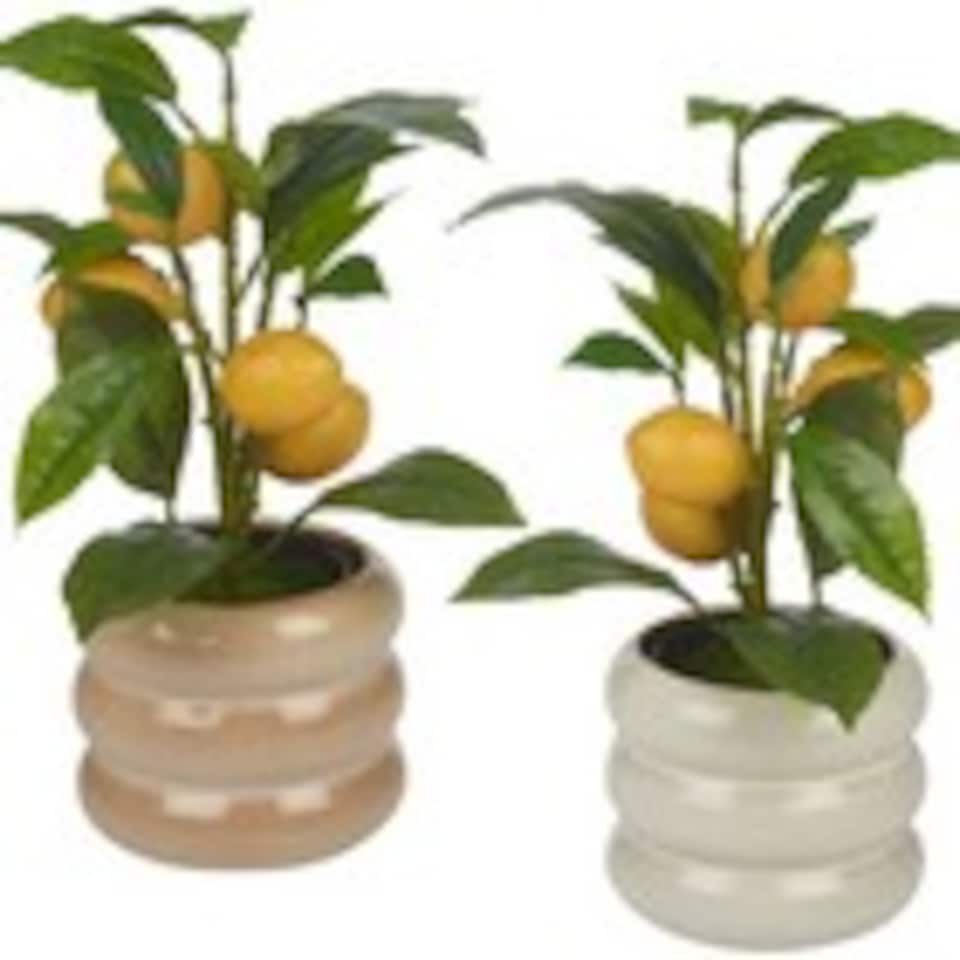 image 1 of Artificial Citrus Lemon Fruit Tree Flower Pot | Cream | Cream gloss | 1