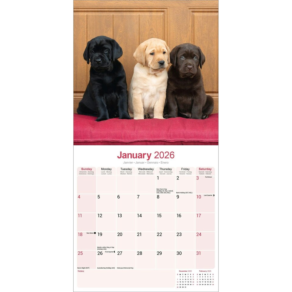 image 1 of Labrador Retrievers (Chocolate, Black, Yellow, Fox Red) 2026 Calendar | Square Wall Calendar | Dog Breed Gift | Plastic Free Packaging | by Avonside Publishing