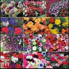 Garden Ready Summer Favourites Collection 24 x Garden Ready Plants Plants