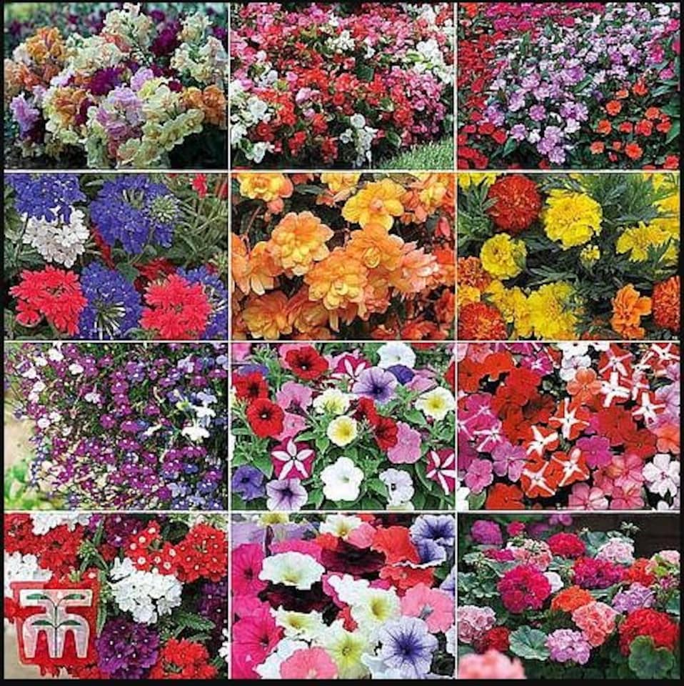 Garden Ready Summer Favourites Collection 24 x Garden Ready Plants Plants