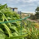 image 7 of Garden Plant Support Connecting Interlocking Metal Hoops (52cm x 90cm) - Pack of 2