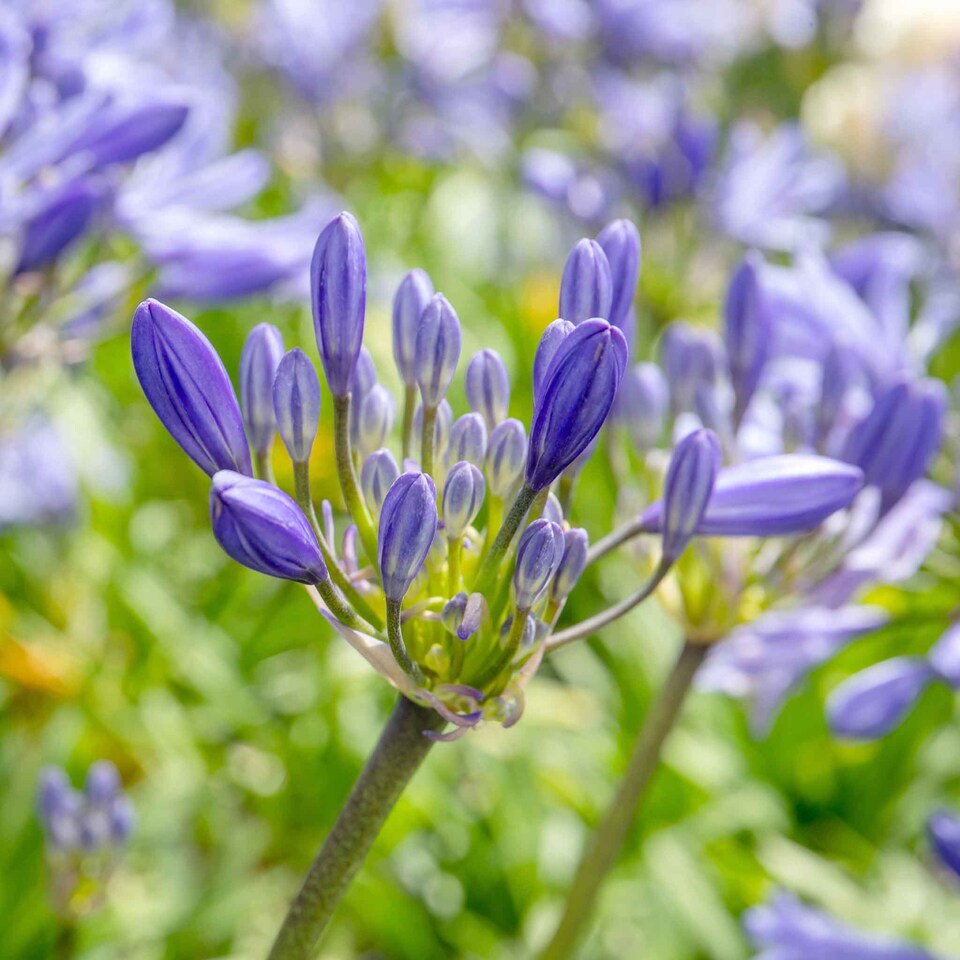 image 1 of Marshalls Garden Agapanthus 'Charlotte' Compact Blue Perennial 2 litre