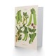 image 2 of Ernst Benary Art Card Sugar Peas Varieties Vintage Botanical