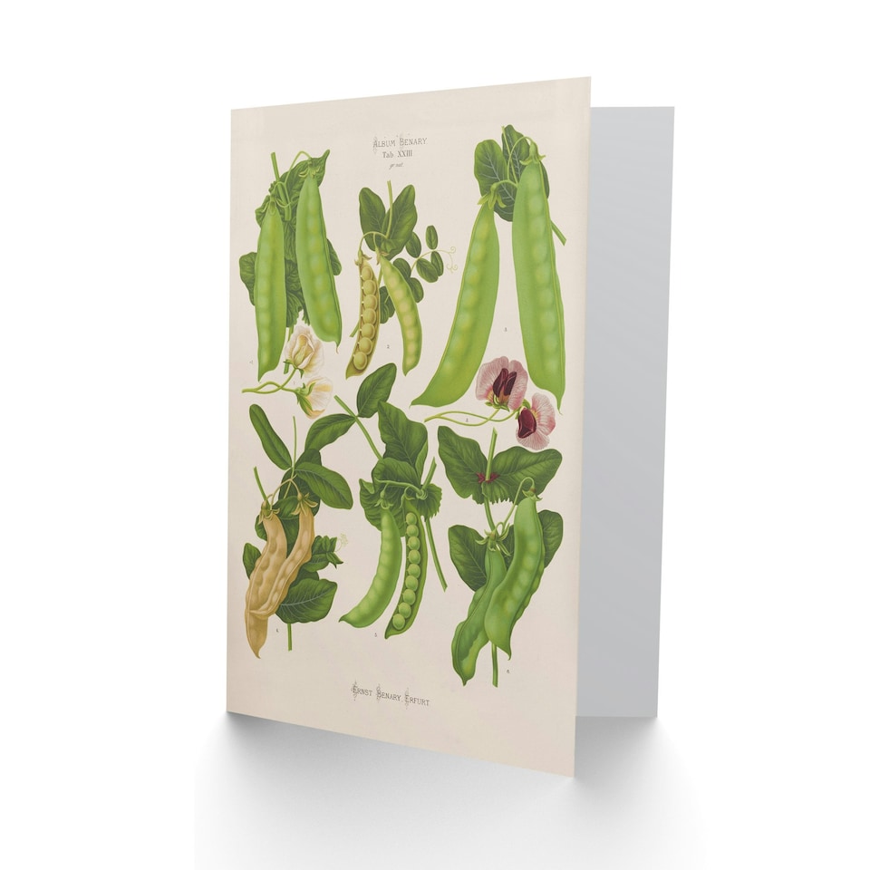 image 1 of Ernst Benary Art Card Sugar Peas Varieties Vintage Botanical