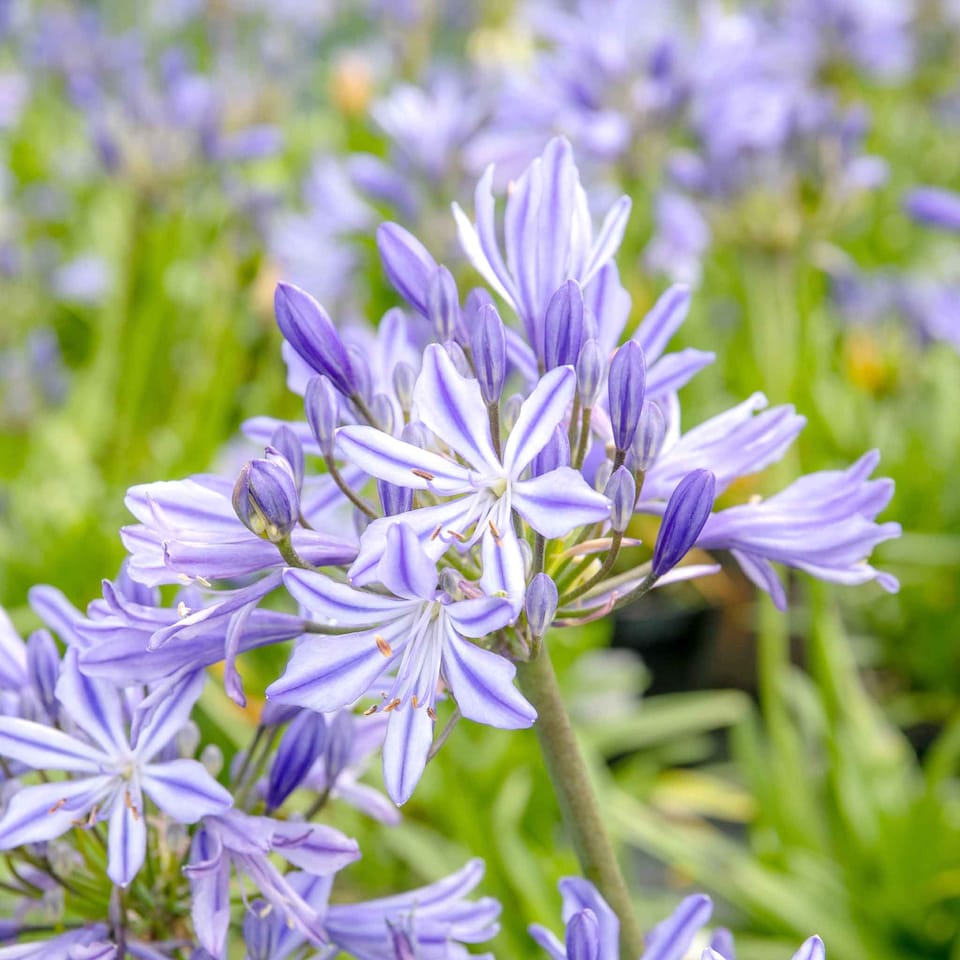 image 1 of Marshalls Garden Agapanthus 'Charlotte' Compact Blue Perennial 2 litre