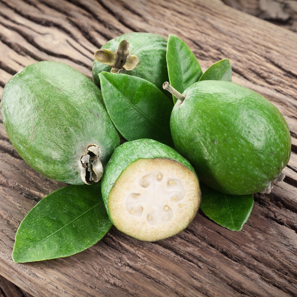 image 1 of YouGarden Pineapple Guava, Acca Selloweana, Established Fruit Tree in 3 Litre Pot, Grow Your Own Edible Fruit