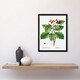 image 4 of Hawthorn Botanical Illustration Redoute Vintage Framed Wall Art Print 12X16"