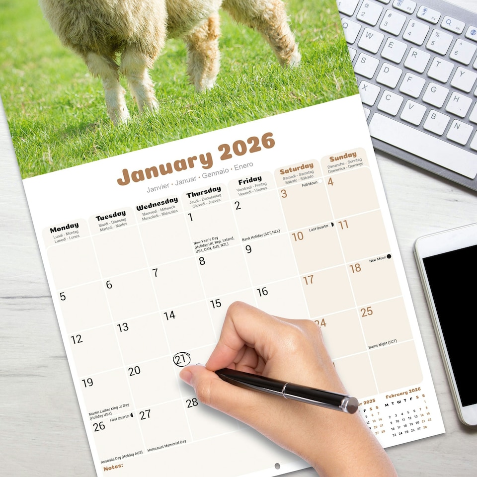 image 1 of Sheep 2026 Calendar | Square Wall Calendar | Farm Animal Gift | Plastic Free Packaging | by Avonside Publishing