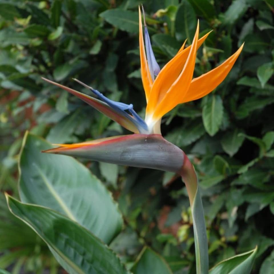 image 1 of Strelitzia Bird of Paradise 2 x 9cm Potted Plants & Incredifeed