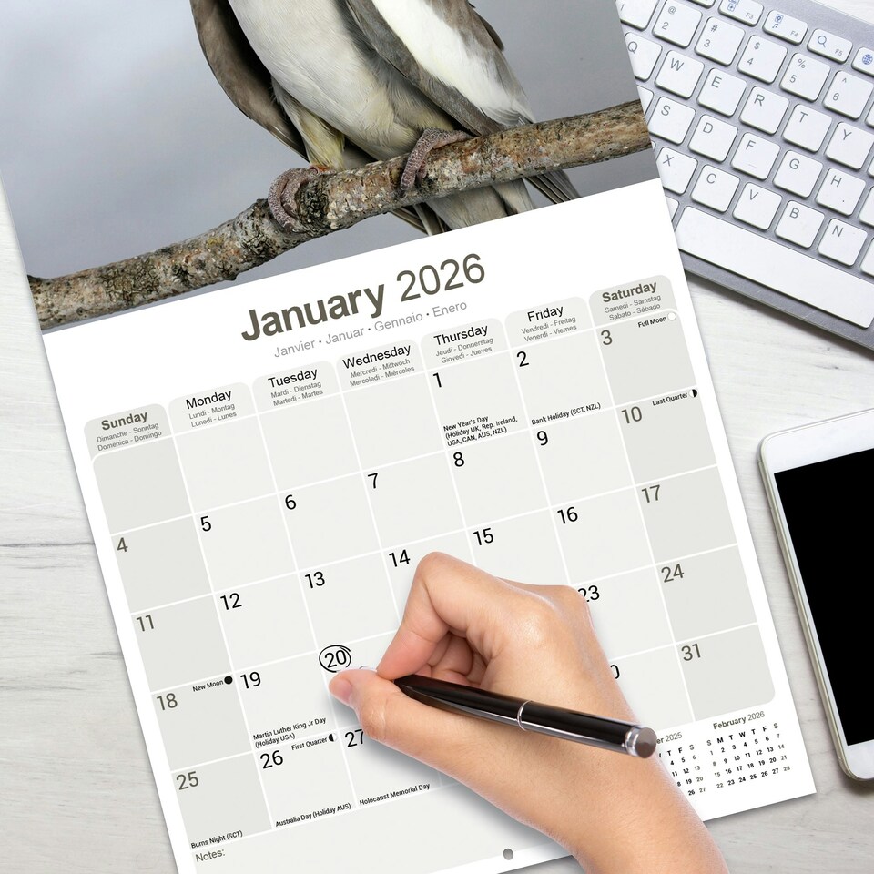image 1 of Cockatiels 2026 Calendar | Square Wall Calendar | Bird Gift | Plastic Free Packaging | by Avonside Publishing