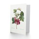 image 2 of Pierre-Joseph Redouté Art Card Redcurrant Berries and Butterfly