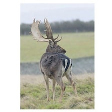 Kevin Milner Fallow Deer Countryside Greetings Card - Multicoloured - One Size