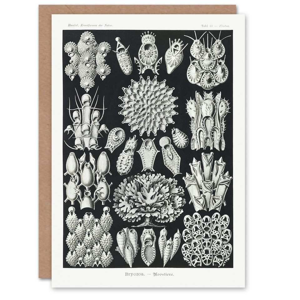 image 1 of Ernst Haeckel Art Card Bryozoa Aquatic Invertebrates