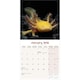 image 3 of Axolotls 2026 Calendar | Square Wall Calendar | Animal Gift | Plastic Free Packaging | by Avonside Publishing