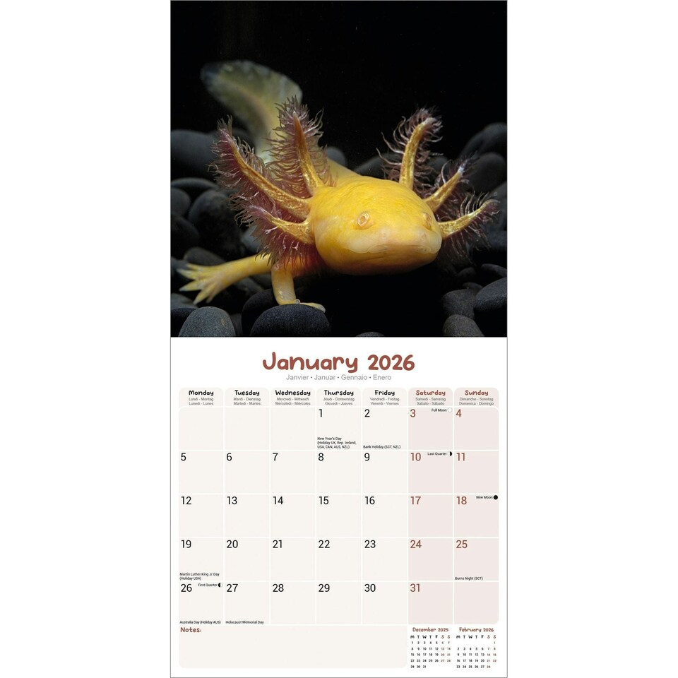 image 1 of Axolotls 2026 Calendar | Square Wall Calendar | Animal Gift | Plastic Free Packaging | by Avonside Publishing