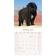 image 3 of Newfoundland 2026 Calendar | Square Wall Calendar | Dog Breed Gift | Plastic Free Packaging | by Avonside Publishing