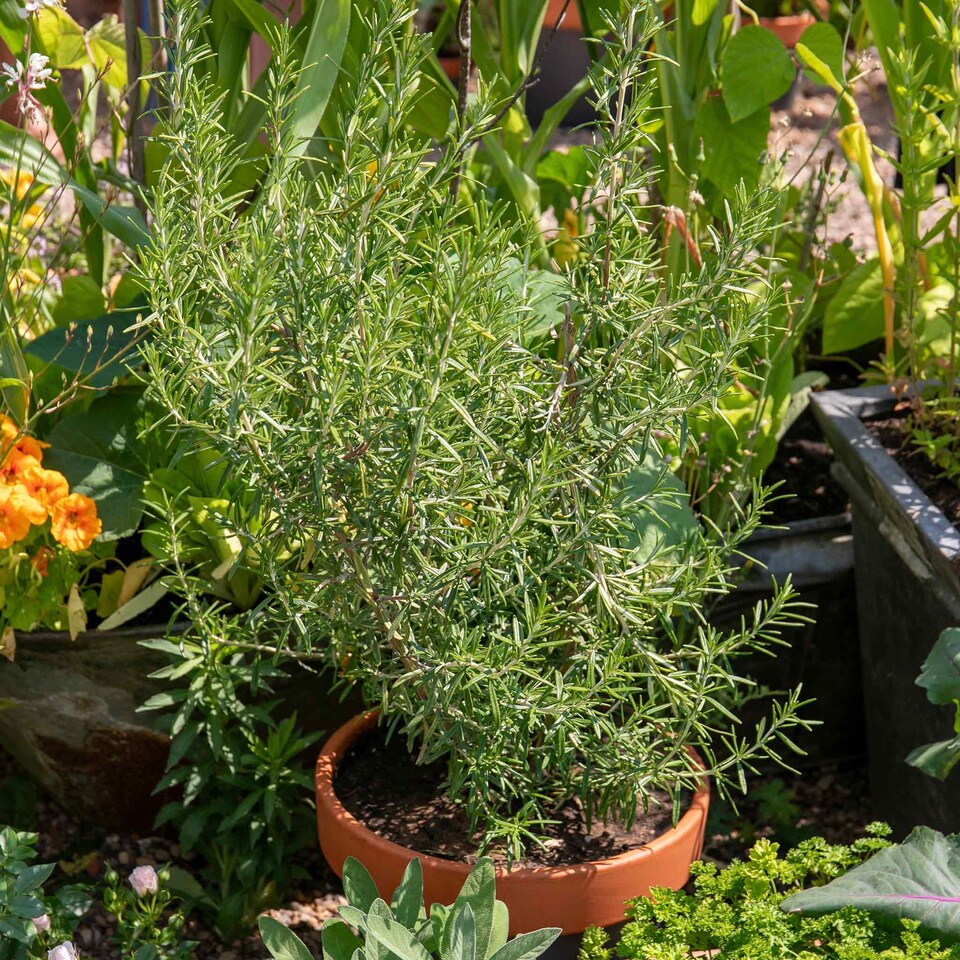 Marshalls Garden Rosemary (Officinalis Upright) - Upright Herb