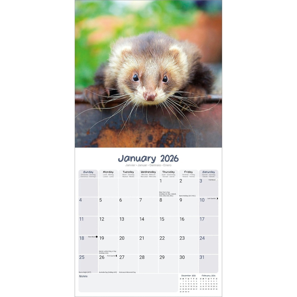 image 1 of Ferrets 2026 Calendar | Square Wall Calendar | Animal Gift | Plastic Free Packaging | by Avonside Publishing