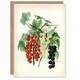 image 1 of John Wright Art Card Black Naples Victoria White Dutch Currants