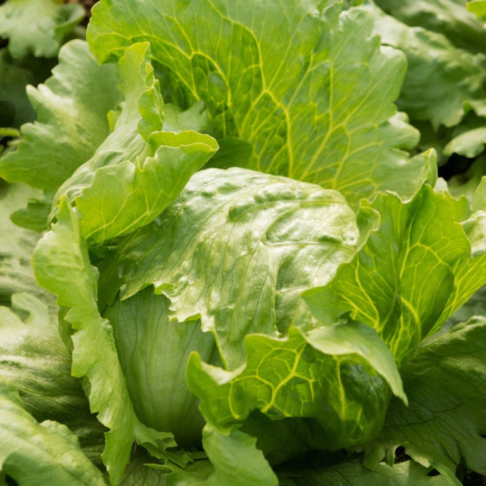 image 1 of Carbeth Plants 3 x Iceberg Lettuce Vegetable Plant - 6 pack - Easy Grow Kitchen Garden