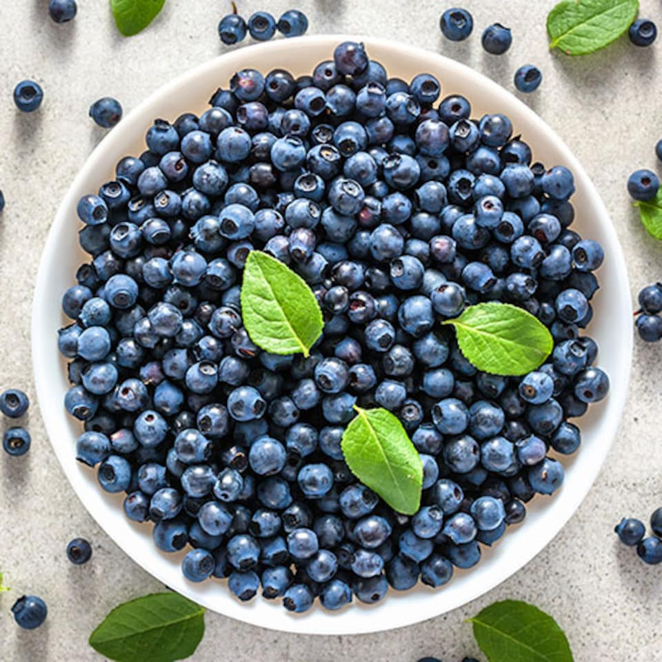 image 1 of YouGarden Blueberry 'Ozark Blue', for Late Season Blueberry Crops, Established Plant in 9cm Pot, Ready to Plant for Grow Your Own