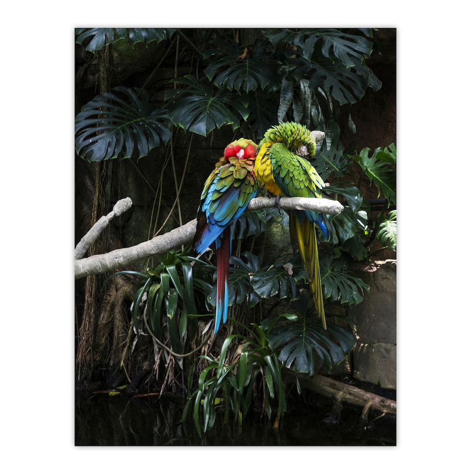 image 1 of Carol M Highsmith Colourful Sleeping Parrots Photo Framed Wall Art Print A3