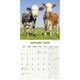 image 3 of Cows 2026 Calendar | Square Wall Calendar | Farm Animal Gift | Plastic Free Packaging | by Avonside Publishing