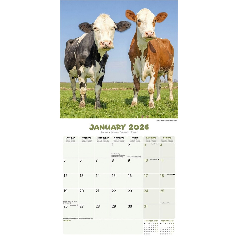 image 1 of Cows 2026 Calendar | Square Wall Calendar | Farm Animal Gift | Plastic Free Packaging | by Avonside Publishing