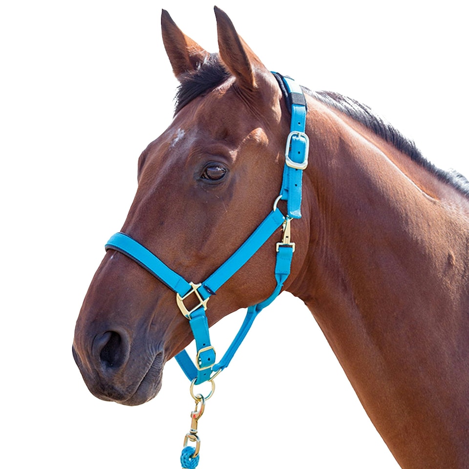 Shires Topaz Nylon Horse Headcollar - Blue - Full