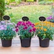 image 2 of Handheld Mini Blackboard & Chalk For Plant Pots | Multi | Set of 5 & Oval | 5