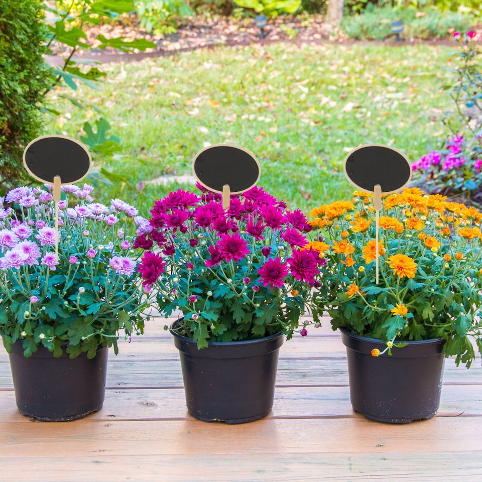 image 1 of Handheld Mini Blackboard & Chalk For Plant Pots | Multi | Set of 5 & Oval | 5