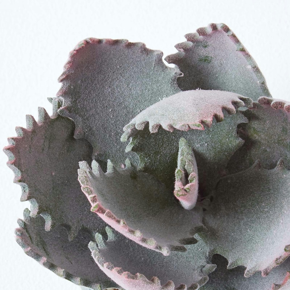 image 1 of Homescapes Purple and Green Aloe Vera Artificial Succulent in Grey Pot, 21 cm Tall