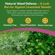 image 4 of Pronto Seed Clover Seed for Lawn UK - White Clover 500g - 50m2 Coverage