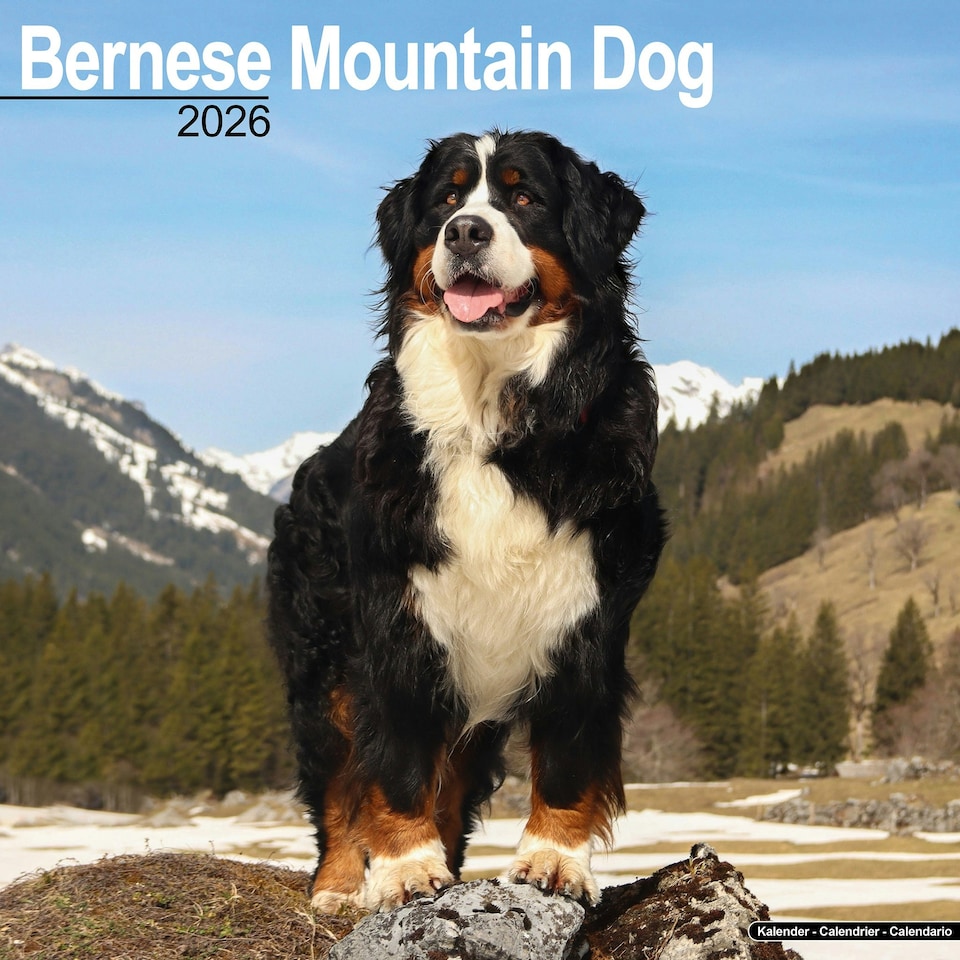 image 1 of Bernese Mountain Dog 2026 Calendar | Square Wall Calendar | Dog Breed Gift | Plastic Free Packaging | by Avonside Publishing